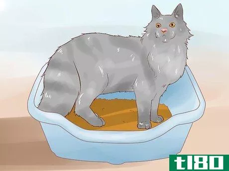 Image titled Care for Norwegian Forest Cats Step 11