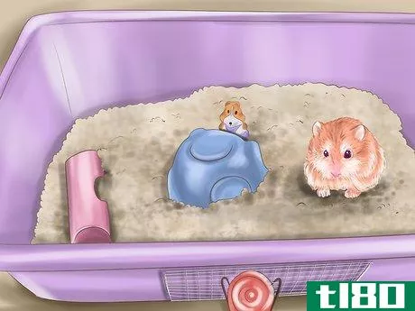 Image titled Care for Roborovski Hamsters Step 19