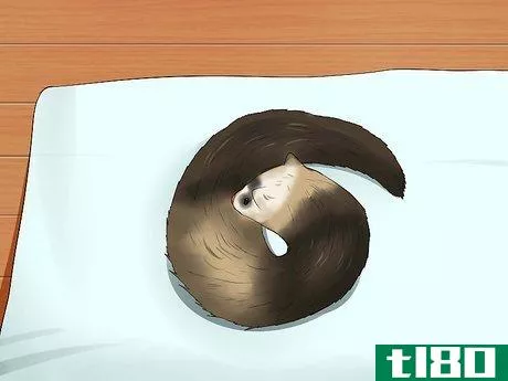 Image titled Bathe a Ferret Step 8