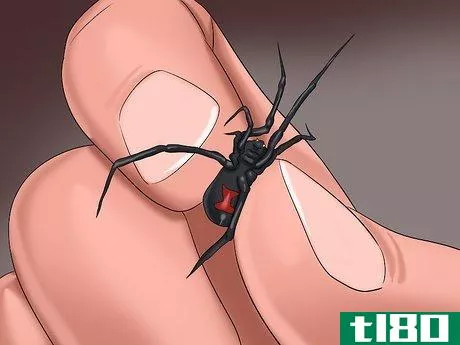 Image titled Avoid Getting Bitten by a Black Widow Step 5