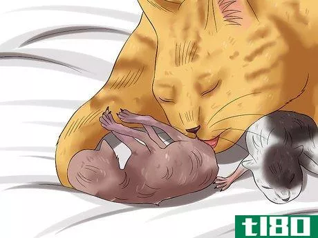 如何从出生开始照顾小猫(care for kittens from birth)