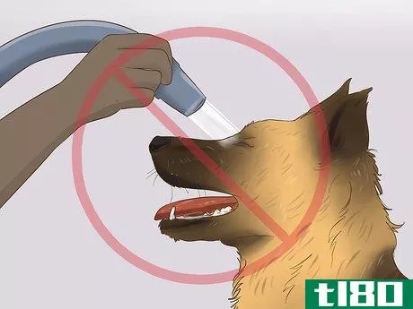 Image titled Blow Dry a Dog Step 20