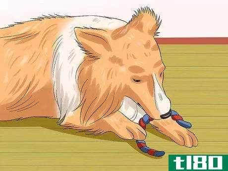 Image titled Care for Shelties Step 18