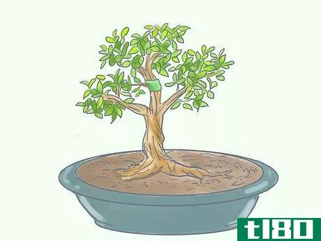 Image titled Care for Tiger Bark Ficus Bonsai Tree Step 13