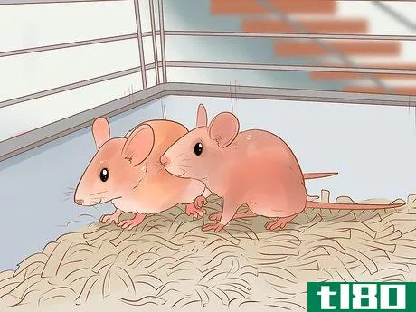 Image titled Avoid Frightening Your Pet Mouse Step 9