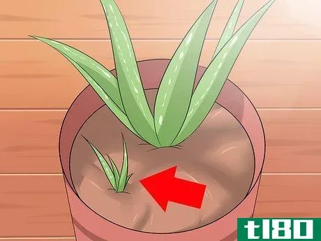 Image titled Care for Your Aloe Vera Plant Step 9