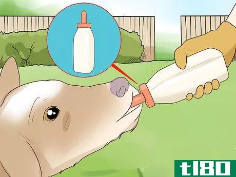 Image titled Bottle Feed Calves Step 6