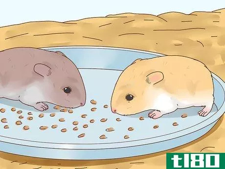 Image titled Care for Hamster Babies Step 18
