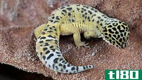 Image titled Care for a Leopard Gecko Step 18