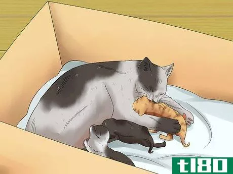 Image titled Care for Kittens from Birth Step 2
