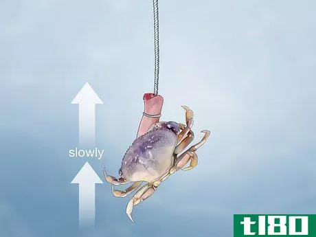 Image titled Catch a Crab Step 16