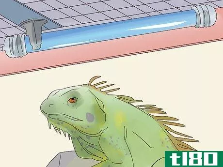 Image titled Buy an Iguana Step 15