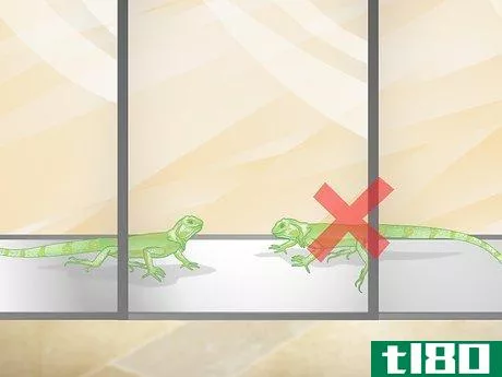 Image titled Care for a Green Iguana Hatchling Step 2