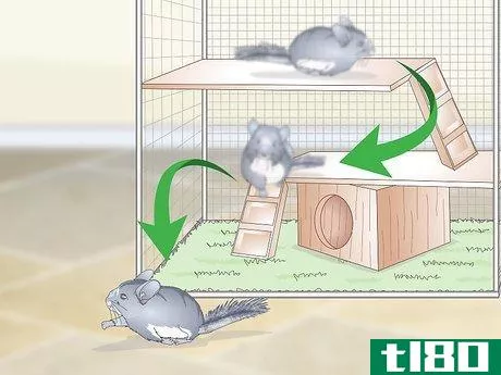 Image titled Care for Chinchillas Step 19