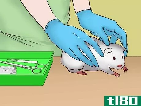 Image titled Care for a Pregnant Guinea Pig Step 46