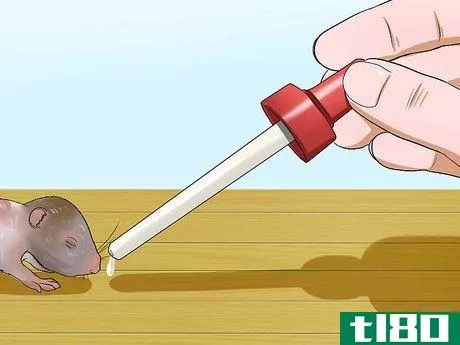 Image titled Care for Newborn Hamsters Step 14