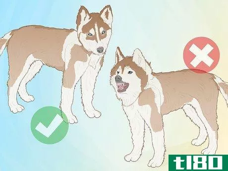 Image titled Breed Husky Dogs Step 2