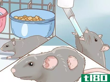 Image titled Care for a Pet Rat Step 16