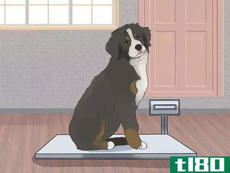 Image titled Care for Bernese Mountain Dogs Step 5