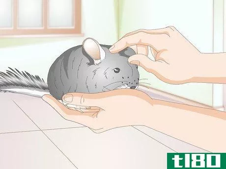 Image titled Buy a Chinchilla Step 5