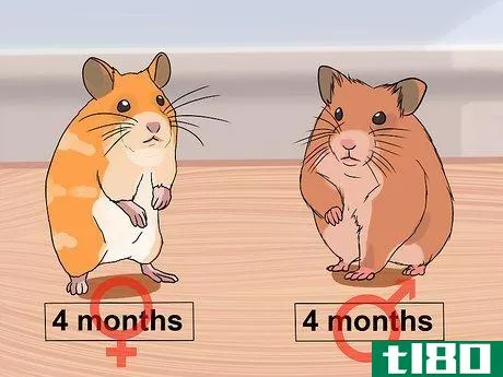 Image titled Breed Syrian Hamsters Step 5