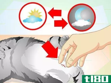 Image titled Care for Your Cat After Neutering or Spaying Step 15