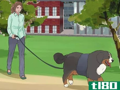 Image titled Care for Bernese Mountain Dogs Step 11