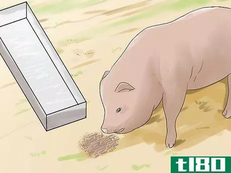 Image titled Care for a Pet Pig Step 6
