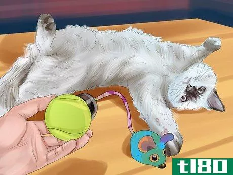 Image titled Care for Ragdoll Cats Step 6
