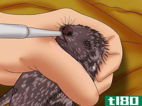 Image titled Care for a Baby Hedgehog Step 19