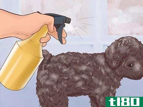 Image titled Care for a Toy Poodle Step 8