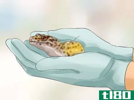 Image titled Catch a Gecko Step 11