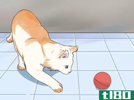 Image titled Care for an American Curl Cat Step 1