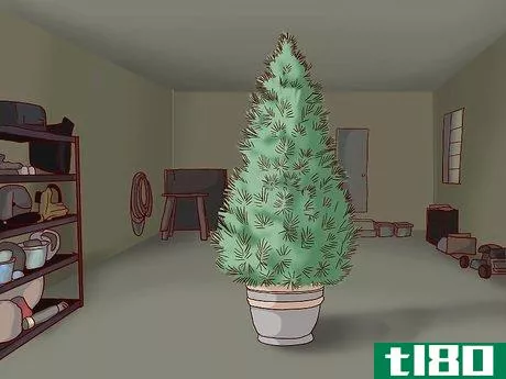 Image titled Care for a Living Christmas Tree Step 12
