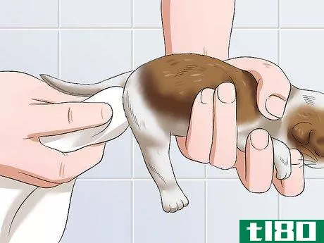 Image titled Care for Newborn Kittens Step 11