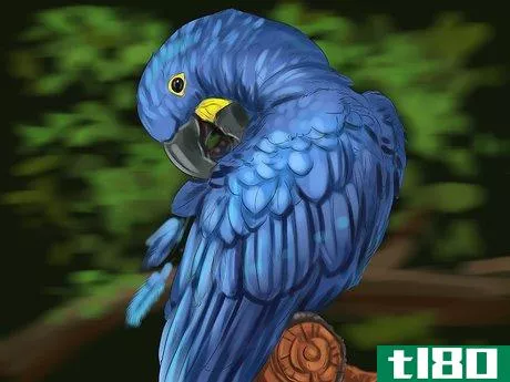 Image titled Care for a Hyacinth Macaw Step 18