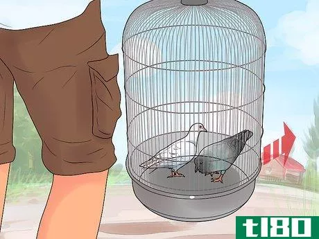 Image titled Catch Pigeons Step 18