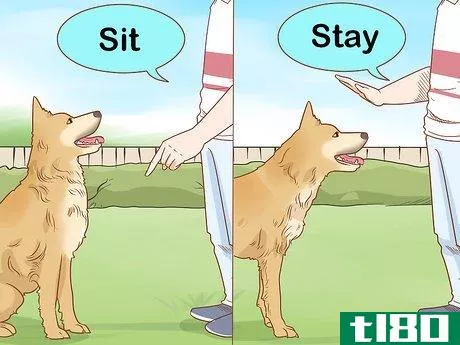 Image titled Care for Dogs Step 18