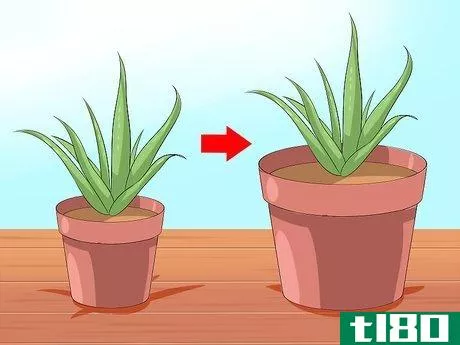Image titled Care for Your Aloe Vera Plant Step 4