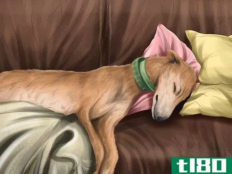 Image titled Care for a Greyhound Step 5