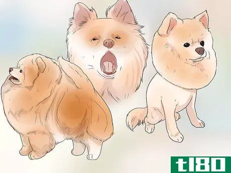 Image titled Buy a Pomeranian Step 11