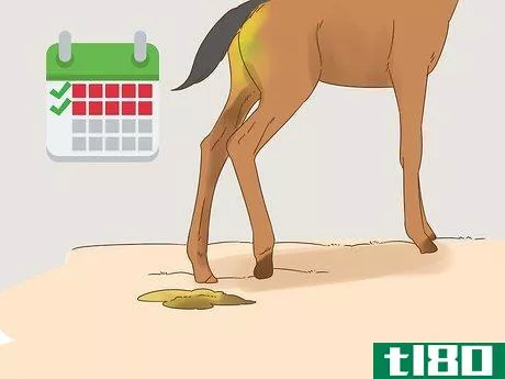 Image titled Care for a Foal Step 10