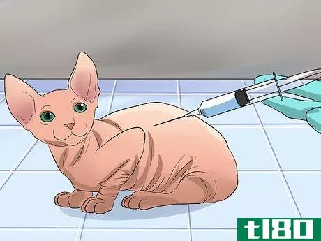 Image titled Care for Sphynx Cats Step 14