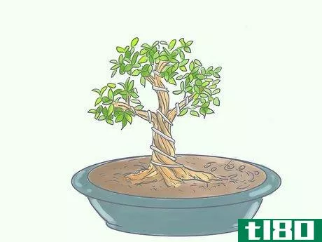 Image titled Care for Tiger Bark Ficus Bonsai Tree Step 12