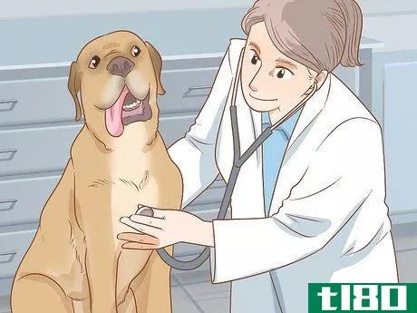 Image titled Care for Dogs Step 11