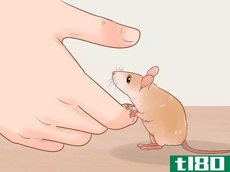 Image titled Avoid Frightening Your Pet Mouse Step 3