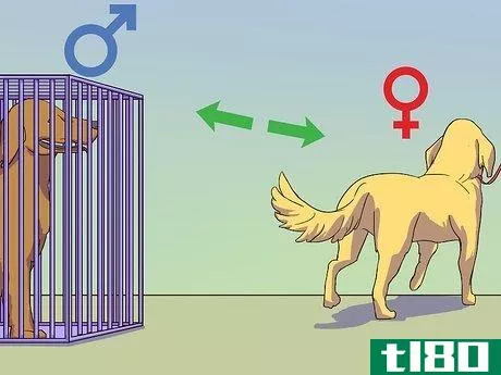 Image titled Calm a Male Dog when a Female Is in Heat Step 1