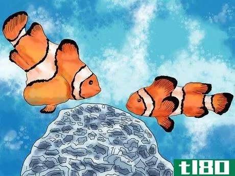 Image titled Breed Clownfish Step 7