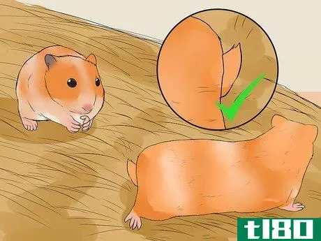 Image titled Breed Syrian Hamsters Step 11