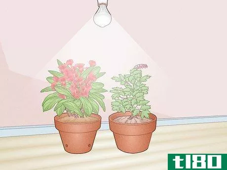 led灯可以种植植物吗？常规led灯(can led lights grow plants? regular led lights)和生光(grow lights)的区别